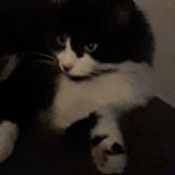 Photo de chat perdu à Bruz