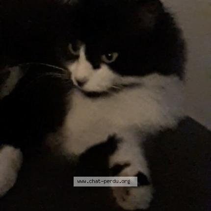 Photo 1/1 Riri Chat perdu à Bruz