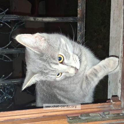 Photo 1/1 Chat trouvé Trouvé à Vigneux sur seine