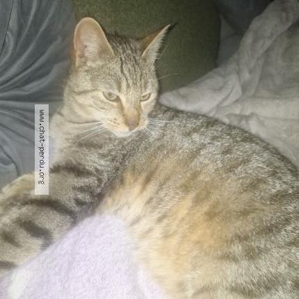 Photo 1/1 Chat trouvé Trouvé à Elven