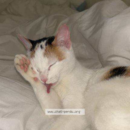 Photo 1/1 Chat trouvé Trouvé à Strasbourg