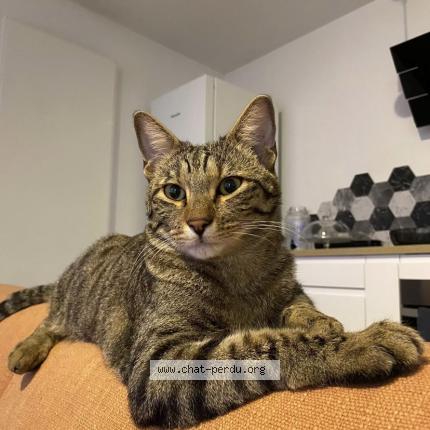 Photo 1/1 Tigrou Chat perdu à Salon de provence