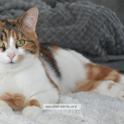 Photo 1/1 Chat retrouvé Perdu à Doue en anjou doue la fontaine