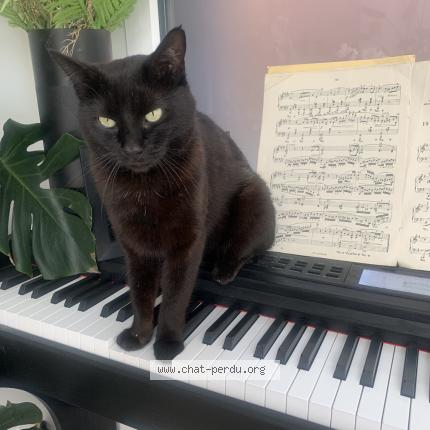 Photo 1/1 Sirius Chat perdu à Wattignies