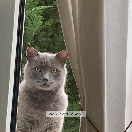 Photo 1/1 Grigris Chat perdu à Tassin la demi lune