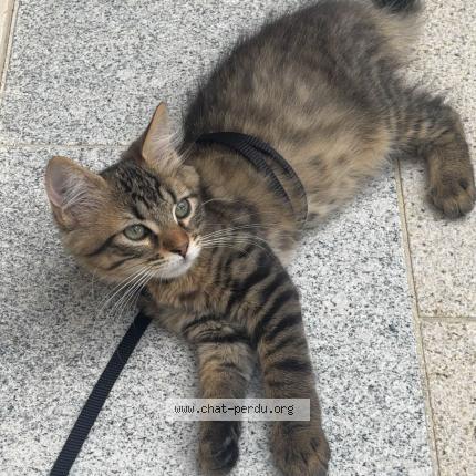 Photo 1/3 Winni Chat perdu à Houilles