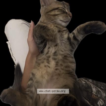 Photo 2/3 Winni Chat perdu à Houilles