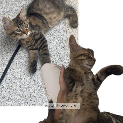 Photo 3/3 Winni Chat perdu à Houilles