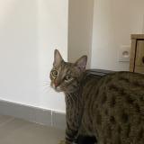 Photo de chat perdu à Salon De Provence