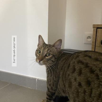 Photo 1/1 Tigrou Chat perdu à Salon de provence