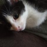 Photo de chat perdu à Wendell