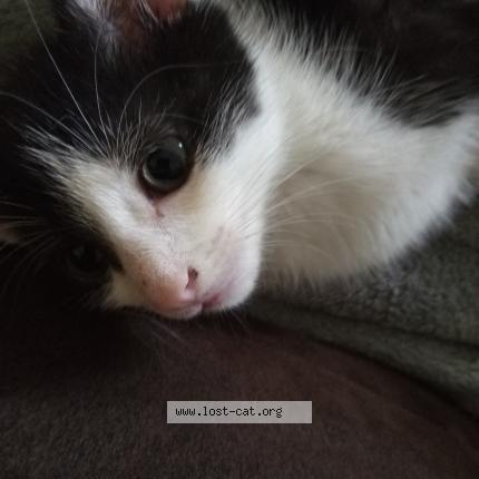 Photo 1/1 Kitty Kat Chat perdu à Wendell