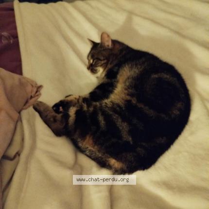 Photo 1/1 Mysti Chat perdu à Le torp mesnil