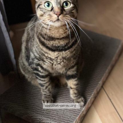 Photo 1/1 Jaia Chat perdu à Pontault combault