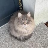 Photo de chat perdu à Strasbourg