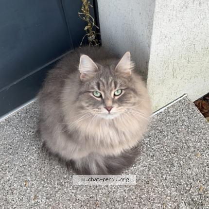 Photo 1/1 Tchiki Chat perdu à Strasbourg