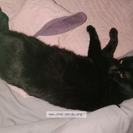 Photo 1/1 Chat retrouvé Perdu à Merlevenez