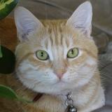 Photo de chat perdu à Vaulnaveys Le Haut