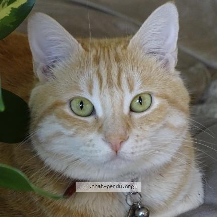 Photo 2/2 Sabbat chaton Chat perdu à Vaulnaveys le haut