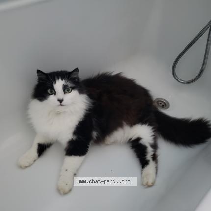 Photo de chat perdu à Auch