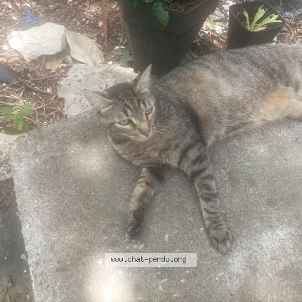 Photo 1/4 Taz Chat perdu à Vivers