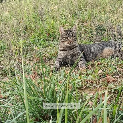 Photo 2/4 Taz Chat perdu à Vivers