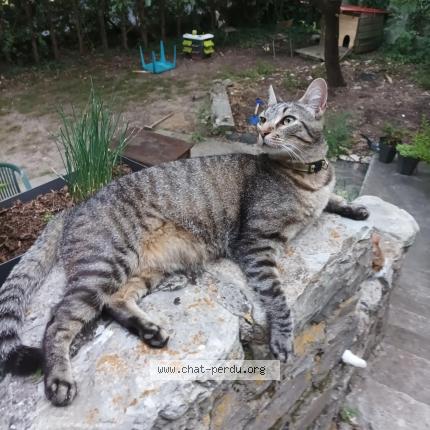 Photo 3/4 Taz Chat perdu à Vivers