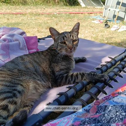 Photo 4/4 Taz Chat perdu à Vivers
