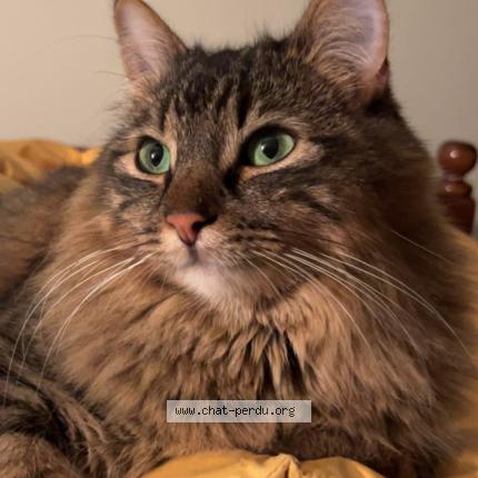 Photo 1/1 Simba Chat perdu à Meysse