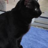 Photo de chat trouvé à Salaise Sur Sanne