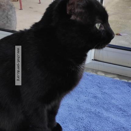 Photo 1/1 Chat trouvé Trouvé à Salaise sur sanne