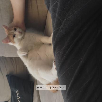 Photo de chat trouvé à Noyarey