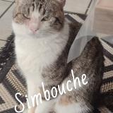 Photo de chat perdu à Bourg Les Valence