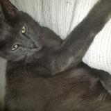 Photo de chat perdu à Blain