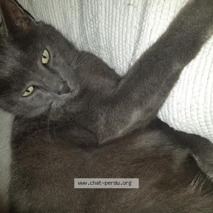 Photo 1/1 TiKY Chat perdu à Blain