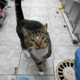 Photo de chat trouvé à Croix