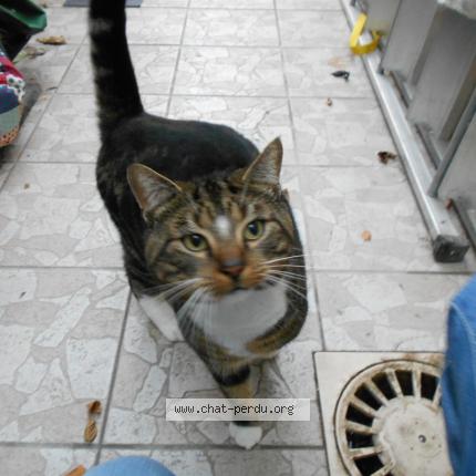 Photo 1/1 Chat trouvé Trouvé à Croix