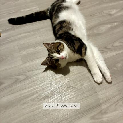 Photo de chat perdu à Chermignac