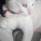 Photo de chat perdu à Le Pin En Mauges