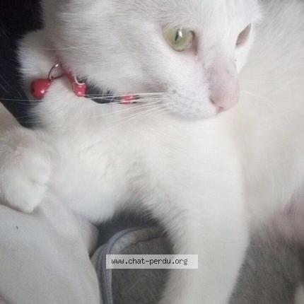 Photo 1/1 Marie Chat perdu à Le pin en mauges