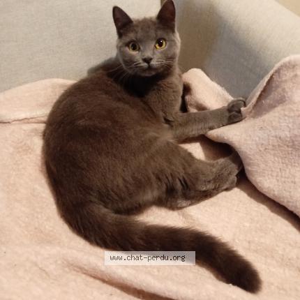 Photo 1/1 Yalla Chat perdu à Vichy