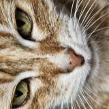 Photo de chat perdu à Sablons