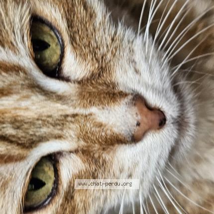 Photo 1/1 CHANCE Chat perdu à Sablons