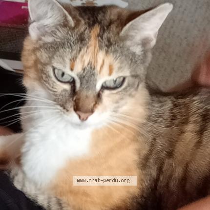 Photo 1/1 Katania Chat perdu à Plumelec