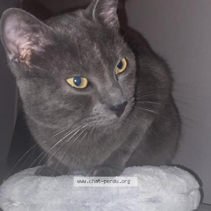 Photo de chat perdu à Limoges