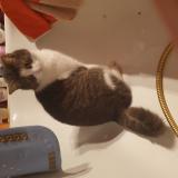 Photo de chat perdu à Marche En Famenne