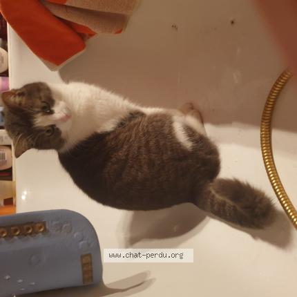 Photo 1/1 Saphir Chat perdu à Marche en famenne