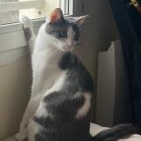 Photo de chat perdu à Saint Apollinaire