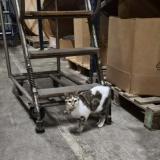 Photo de chat trouvé à Gellainville