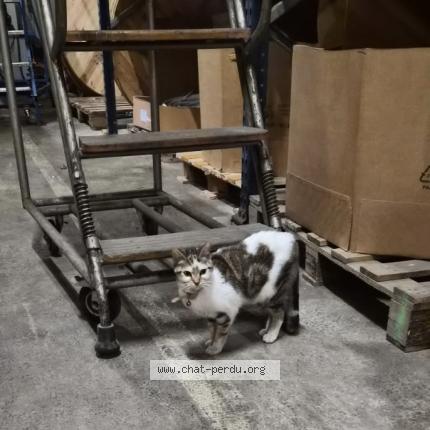 Photo 1/1 Chat trouvé Trouvé à Gellainville